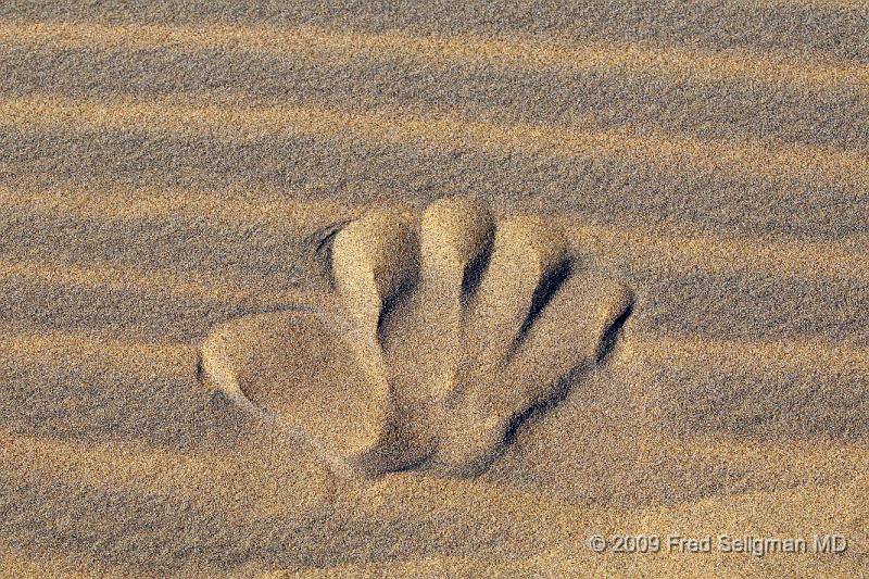 20090603_171025 D300 X1.jpg - An animal footprint....our guide knew exactly which print was which animal